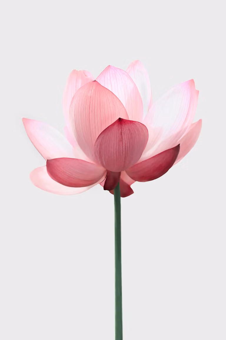 Cuadro Zen Loto Rosa Hexoa con impresión botánica sobre lienzo, An/P/Al: 60 x 90 x 1 cm
