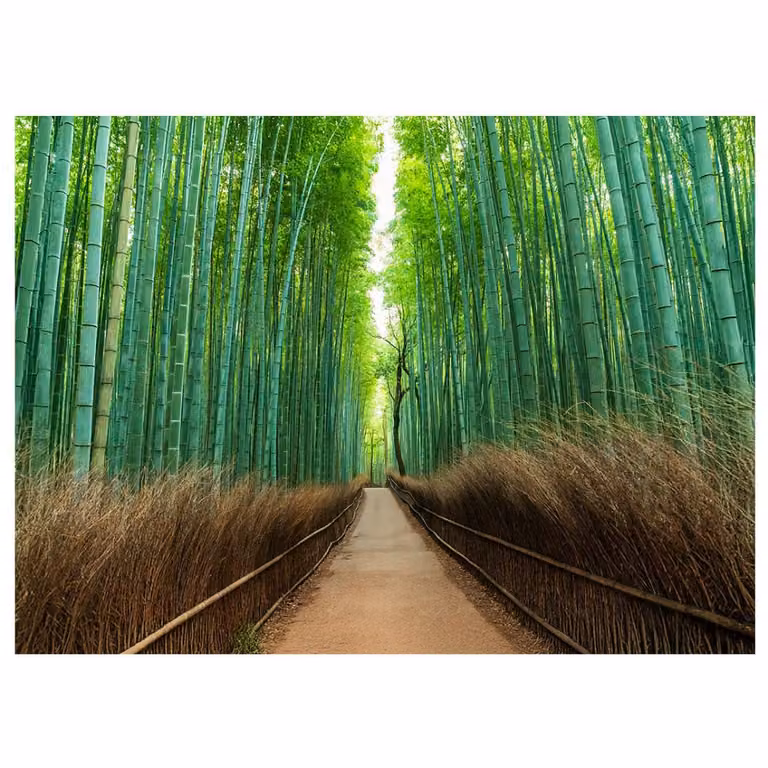 Impresión en lienzo Arashiyama Bamboo Forest de Legendarte, color verde, An/Al: 70 x 100 cm