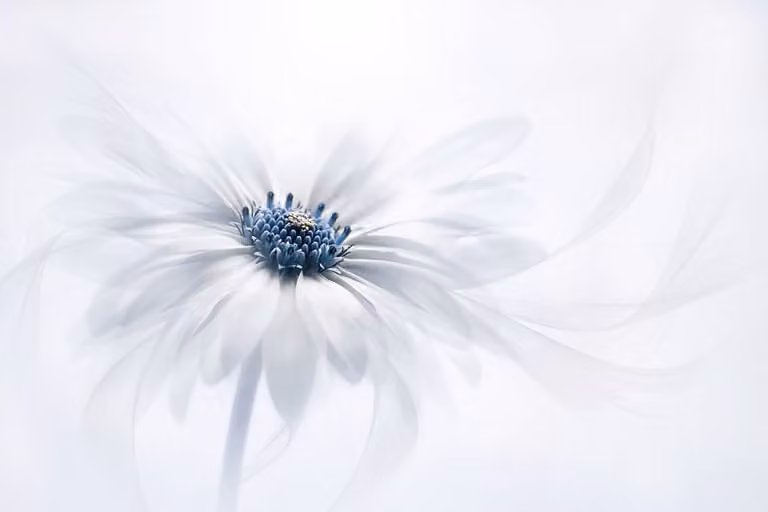 Cuadro floral Serenity de Hexoa, impresión botánica sobre lienzo en azul y blanco, An/P/Al: 90 x 60 x 0 cm